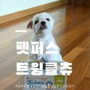 안녕, 내강아지 | 펫퍼스 트윙클츄 디스펜서 강아지껌 🐶✨ 콩이 최애 간식 후기
