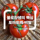 [건강정보 음식]불로장생의 핵심 토마토의 비밀 이미지