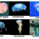 EBS다규-바다의 유령 해파리 이미지