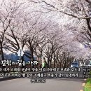 PICTURE&TEXT_20220403_마태복음 10장 16절_순결함의 길을 가라_벚꽃_꽃말 '순결'_밀양 삼문동 이미지