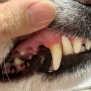 닥터카 | [Review] 닥터페트라 강아지 덴티치카 치약 &amp; 몽셰펫 덴탈 스프레이 내돈내산 후기