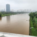 폭우에 고추 가지가 부러지고(230715) 이미지