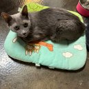 동물보육원 부천지부 이미지