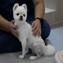 양산동물메디컬센터 이미지