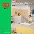 코지공작소 | 일룸 쿠시노코지 저상형 침대 핑크 블리스 살까? 프레스코 크림살까? 쇼핑라이브 후기