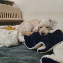 비트켄넬 이미지