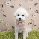 똘이살롱 이미지