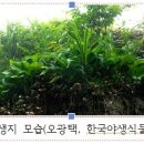 한국 특산식물중 홍길동 *흑산도비비추* 이미지