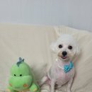 마리애견미용실 이미지