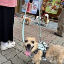 즐거운산책