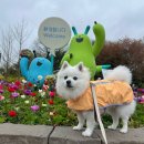 야생화단지내 | 2025 드림파크 야생화단지벚꽃축제 토요일 방문후기 (+애견동반 꿀팁)