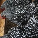 석원농장 이미지