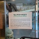 덕소자연사박물관 | 덕소 자연사박물관 아기와 함께 즐긴 공룡 체험과 전시 후기