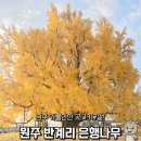 1317 | 원주 가볼만한곳 반계리 1317살 은행나무 단풍 명소 후기