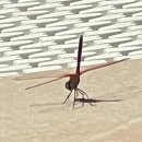 고추잠자리호텔 이미지