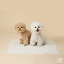졸리젤리 이미지