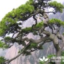 조경설계서림