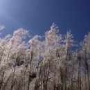 명성산: 산정호수-억새군락지-팔각정-삼각봉-명성산-궁예봉-강포3교-산정호수