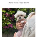 도그마루 강아지고양이 의정부노원점 이미지