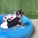 태인 애견 이미지