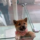 시바나라 이미지