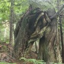Grouse Mountain Trails 이미지