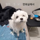 디디동물병원 이미지