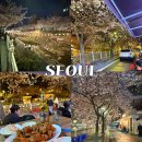 벚꽃호프 | 성북천 벚꽃 야장 명소 한성대입구역 전통호프 술집 방문 후기, 실시간 벚꽃 현황
