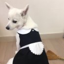 강아지가정부 이미지
