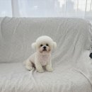 희야네 애견미용실 이미지