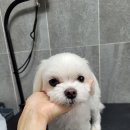 보라미용실 이미지