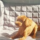 멍스바스 이미지