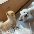 멍멍아 준비땅 이미지