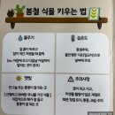 간식 텃밭 만들기 | 화분에 방울토마토 키우기｜초등아이와 집에서 미니텃밭 만들기