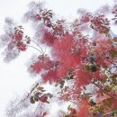◆(사진)서울숲 자엽안개나무 & ◆중앙박물관의 여름 & ◆한강 저녁노을 이미지