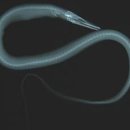 오리와 장어 이미지