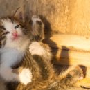 고양이눈 이미지