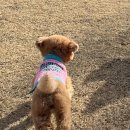 호야별 애견유치원 이미지