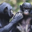 보노보 이미지