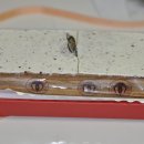 서울귀한이치과병원 이미지