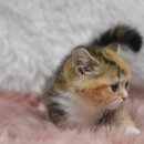 지앤포스캣 이미지