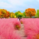 하남 미사경정공원핑크뮬리와 단풍이 물든 호수 산책길 이미지