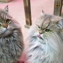 대동화원 이미지