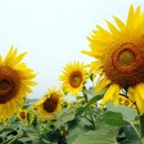 야생화마을펜션민박 이미지