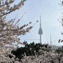 사람 적은 벚꽃 산책로_남산한옥마을