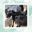 소신흑염소 | 흑염소즙 임신 중 먹는법 및 식후 차이점 흑염소진액