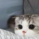 반포자이동물병원 이미지