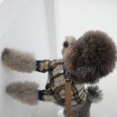 딜라잇츄(delight chew) | 퀄리티 높은 간식이 있는 대구강아지수제간식 맛집 딜라잇츄