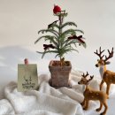 원예공예교실 | [공지] 🎄 오운티와 함께하는 아로마 원예 크리스마스 감성 트리 만들기대기업·공기업·공무원 대상...