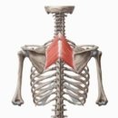 빽짐헬스 이미지